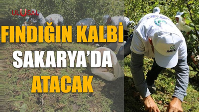 Fındığın kalbi Sakarya'da atacak